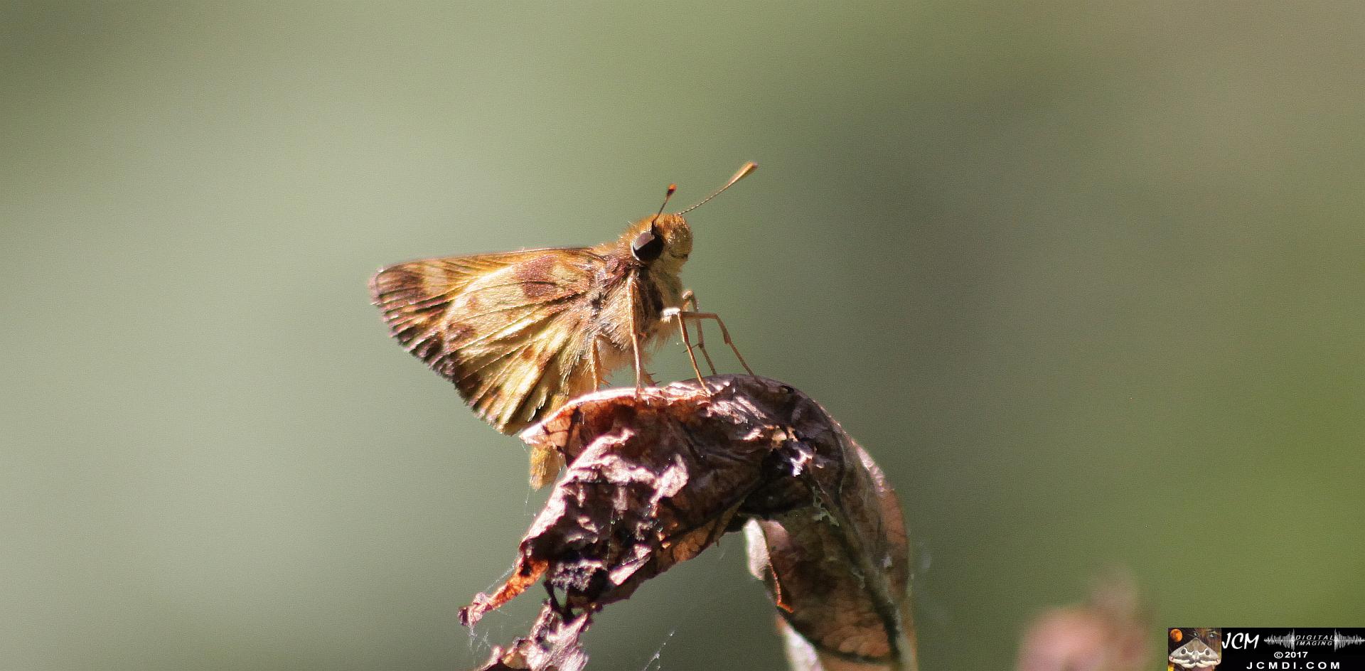 skipper butterfly in nice pose
